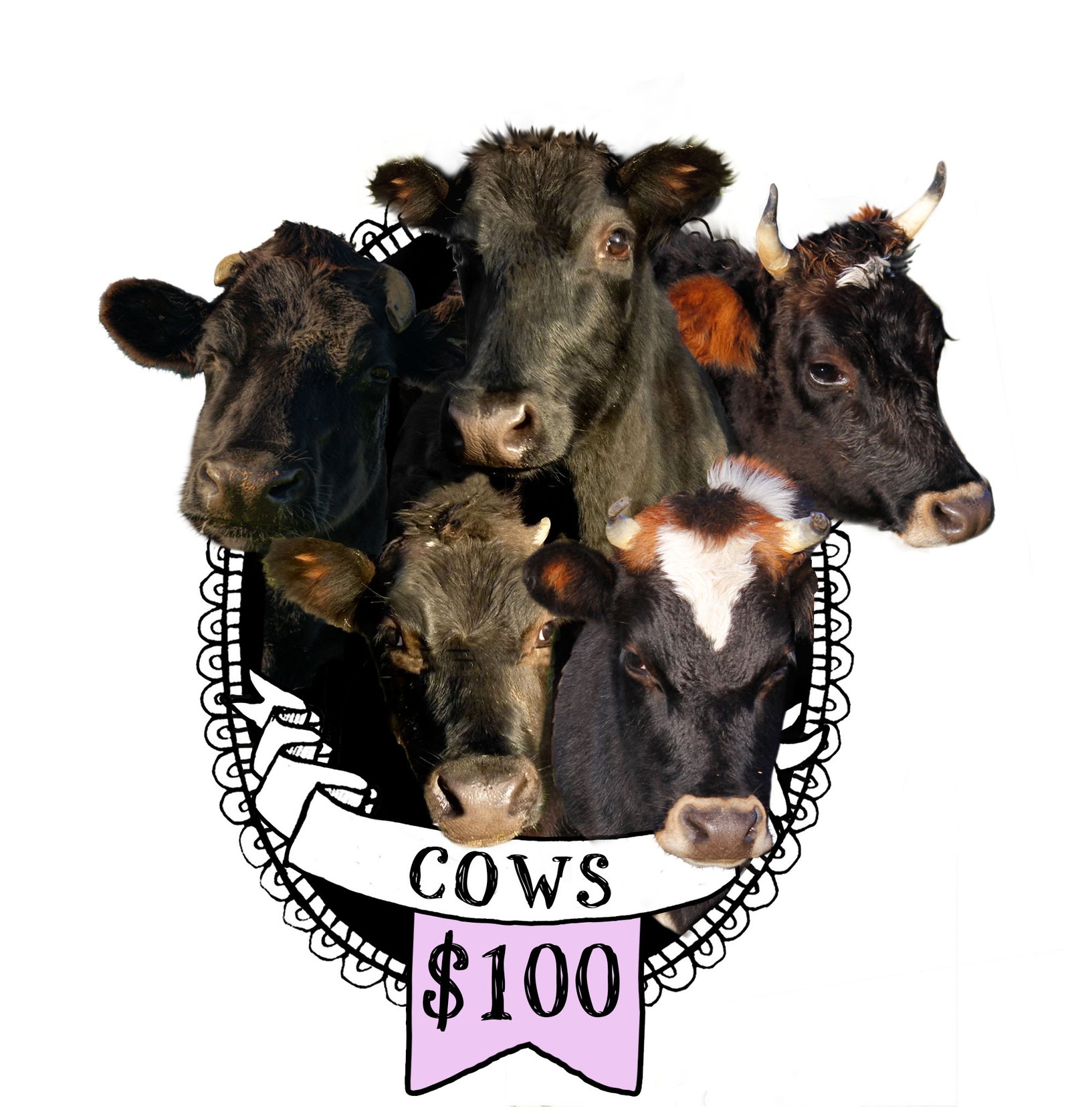 Sponsor The Cows
