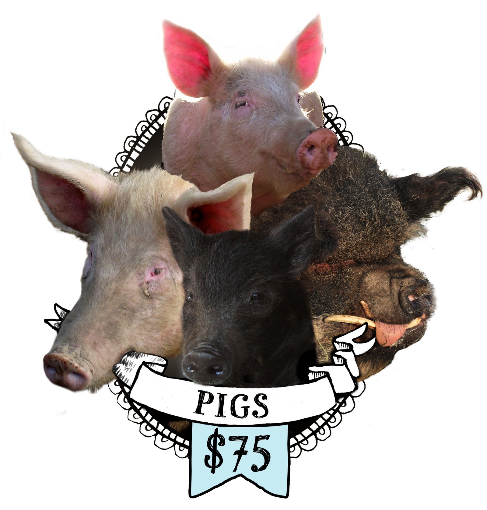 Sponsor The Pigs