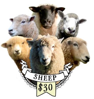 Sponsor The Sheep