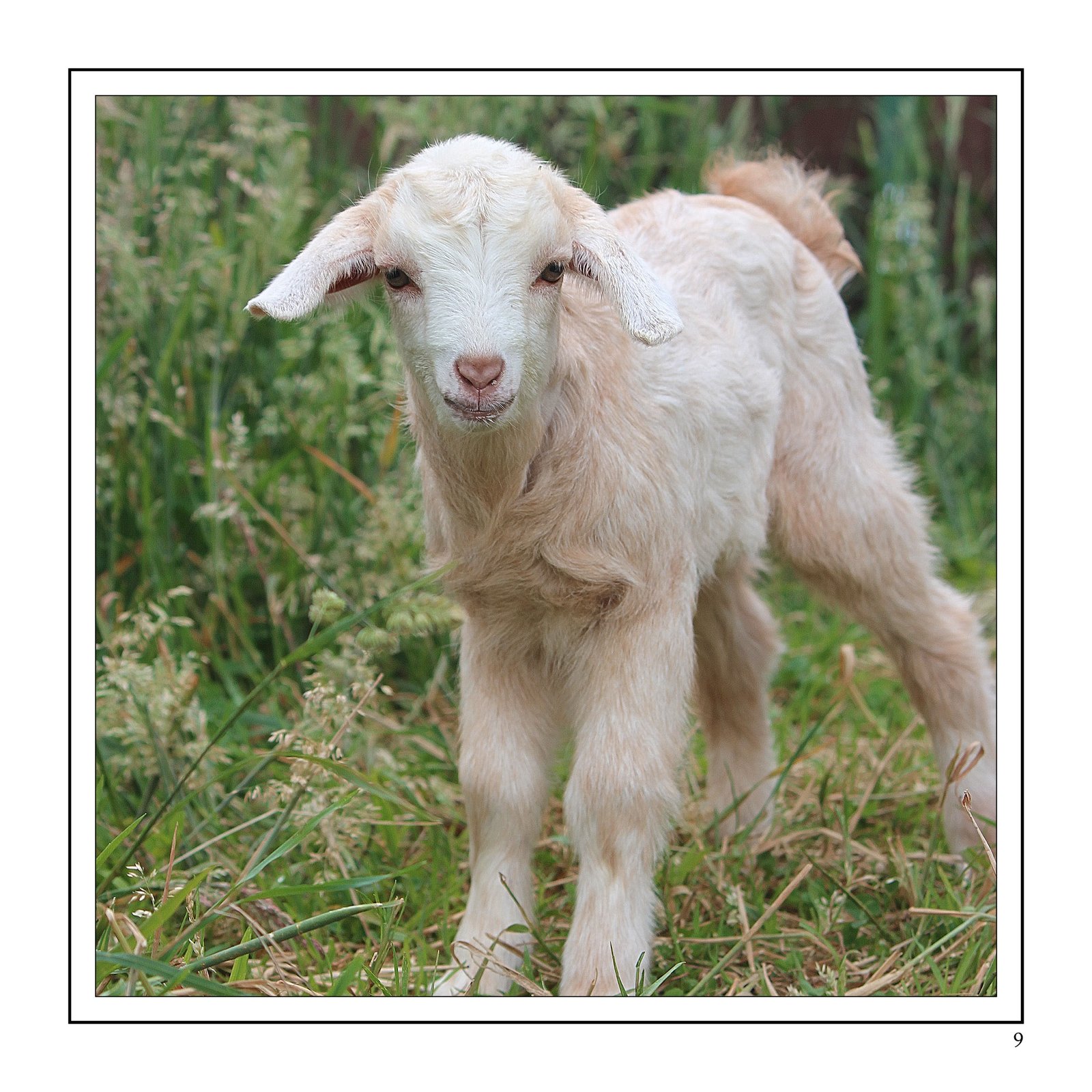 The Flavour of Freedom - Image 4