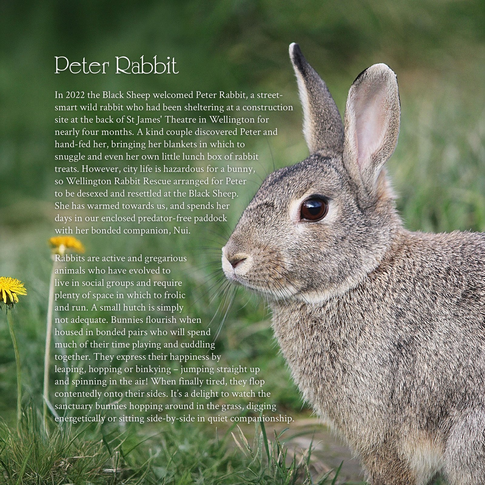 The Flavour of Freedom - Image 7